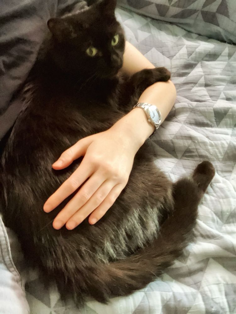 Guinness the black cat curled into the crook of his human’s arm. Their hand rests on his side; his paw is wrapped around their arm.