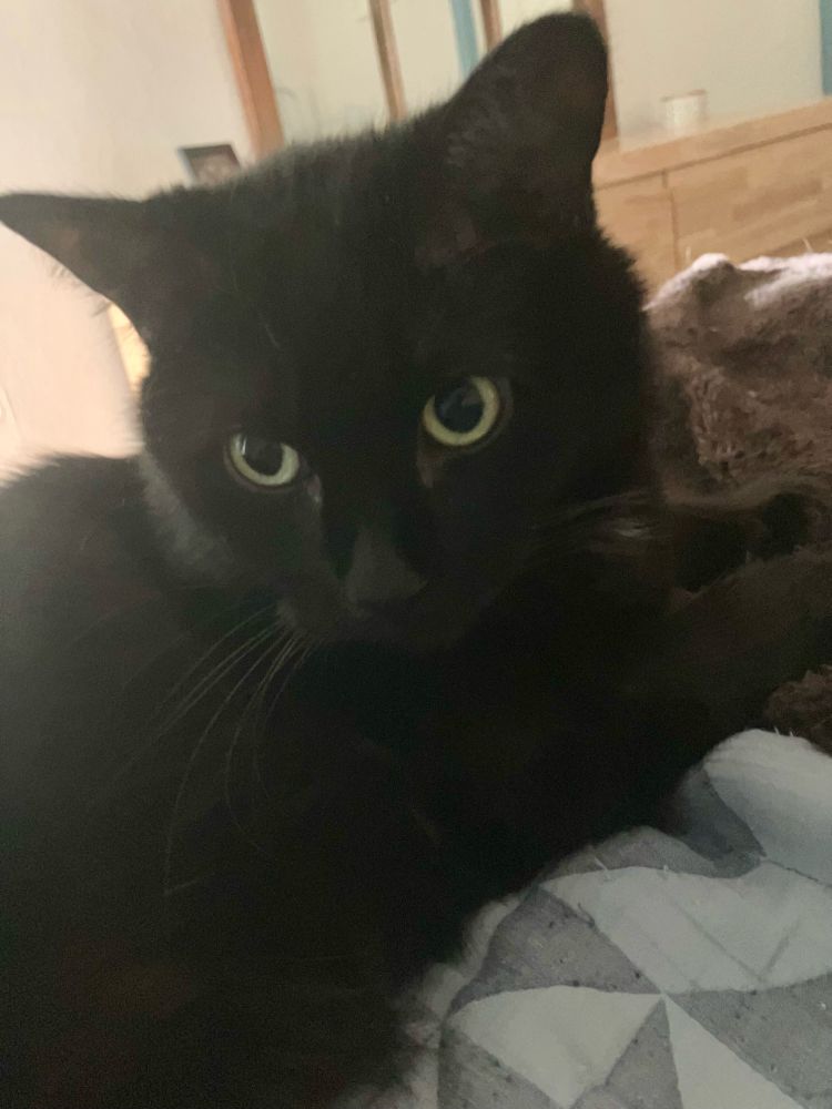 Guinness the black cat on a bed in a dimly lit room, looking worried but industrious 