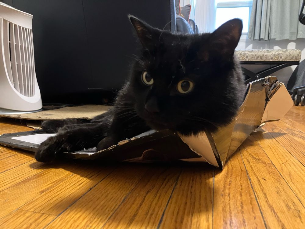 Guinness the black cat reclining in his box, a cardboard cat bed that now more closely resembles a cardboard mat.