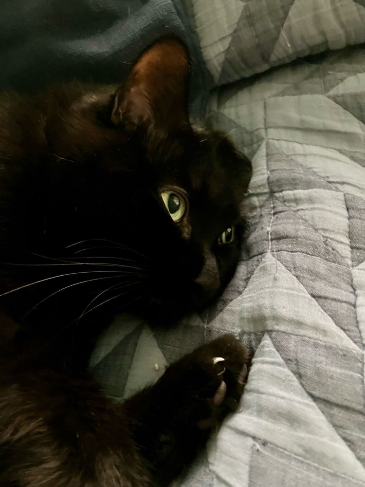 A moody shot of Guinness the black cat. He is curled on a blue duvet, looking upwards, one paw sticking out with claws slightly extended.