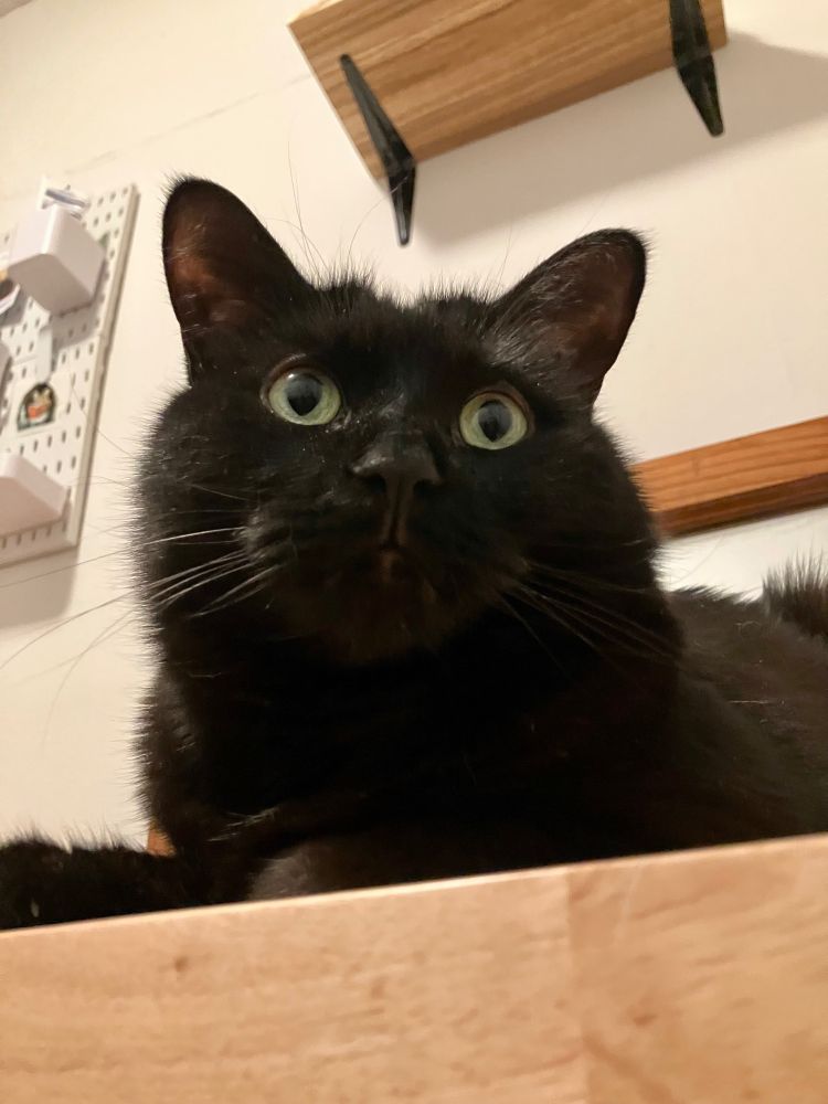 A shot looking up at Guinness the black cat, who is perched on a wooden dresser. He looks very dignified.