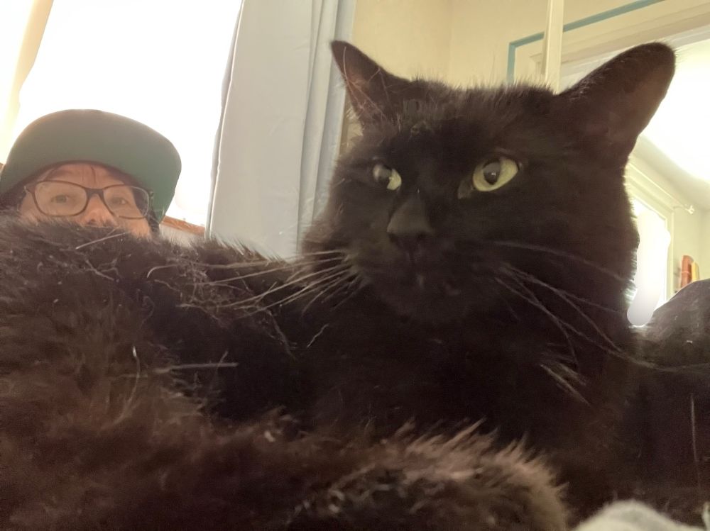Guinness the black cat lies on top of his human. His human is barely visible in the background, only the top half of their face visible as they peer over his flank.