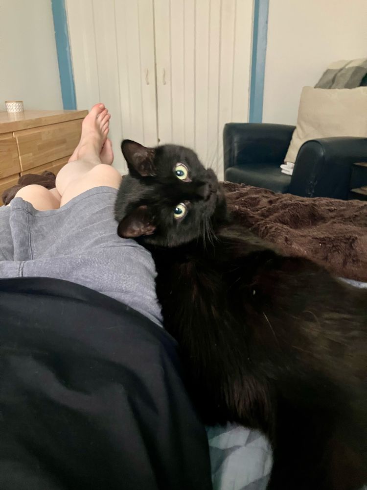 Guinness the black cat leans against his human’s leg as they recline on a bed. He looks back at them with round and soulful eyes.