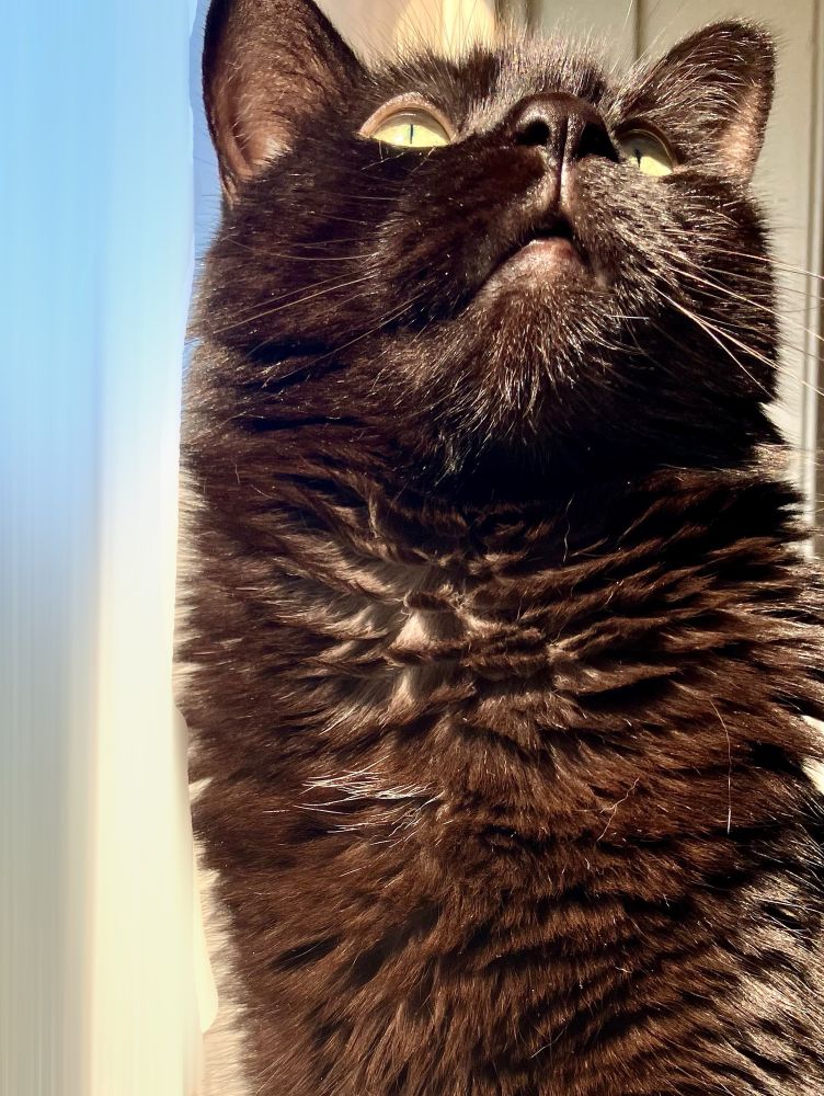Guinness the black cat sits in bright sunlight, his head lifted up, projecting an aura of regality. 