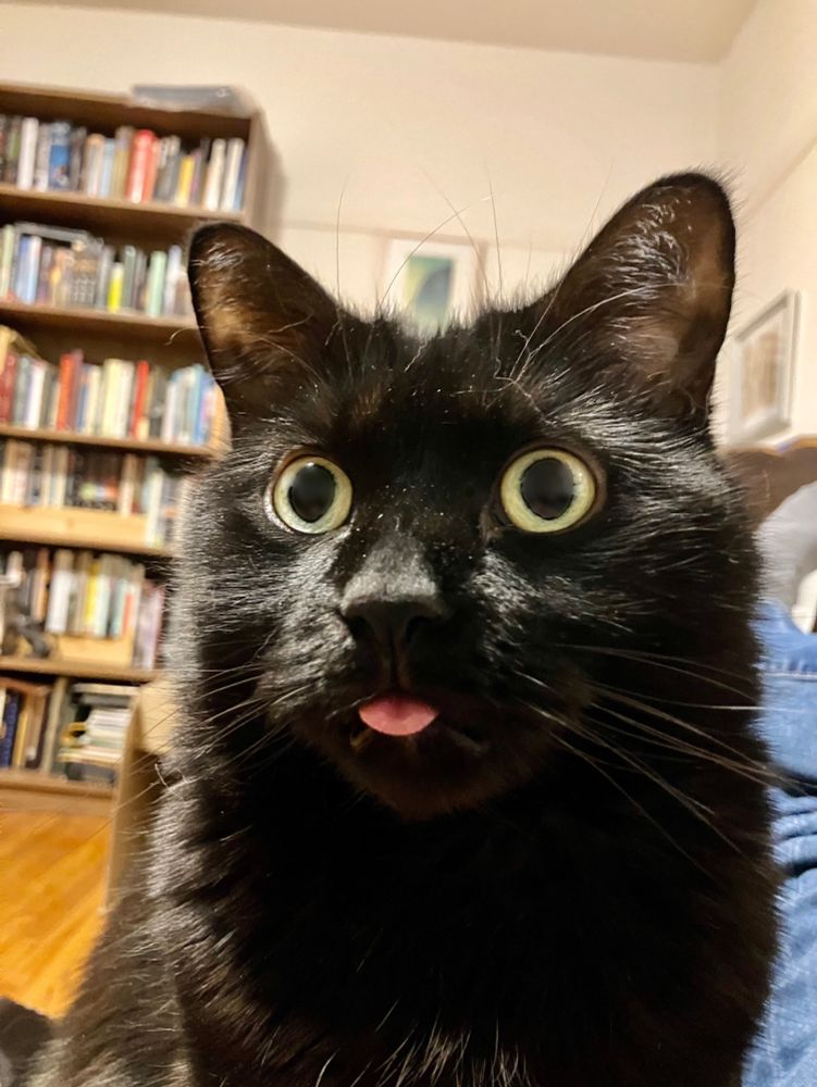 Guinness the black cat with an incredibly goofy expression: his yellow eyes wide, round, and nearly swallowed by dilated pupils, while the tip of his perfect pink tongue bleps out.