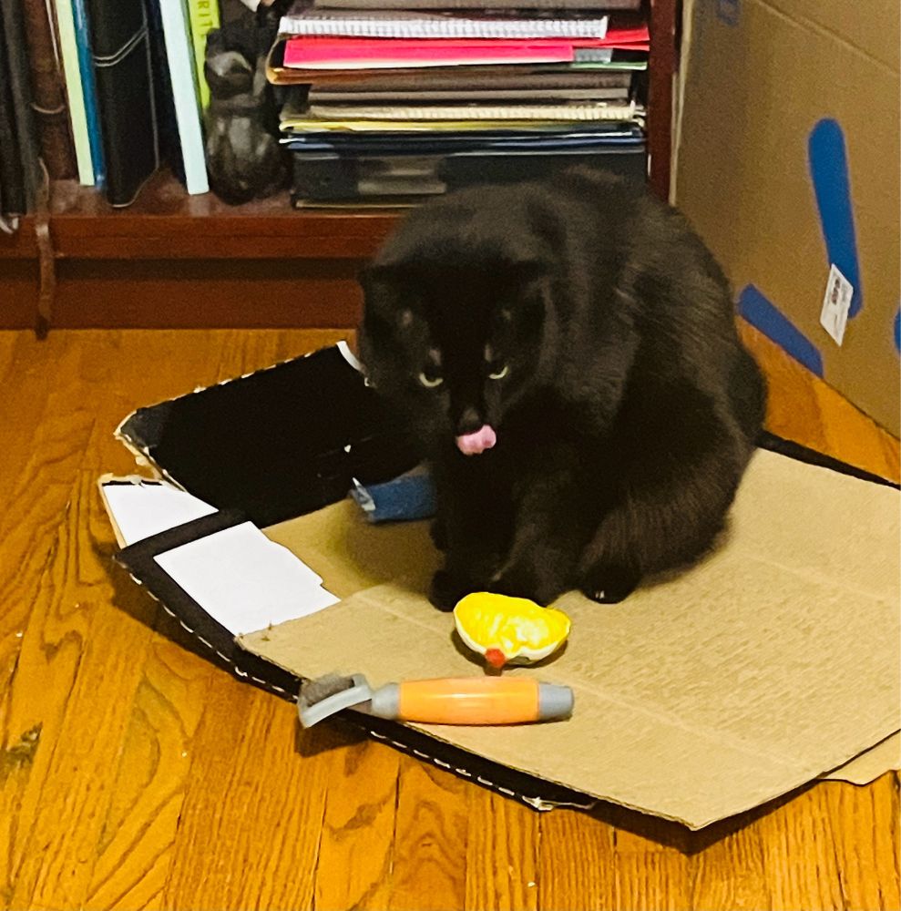 Guinness the black cat sits in his box, crouched over a catnip toy shaped like a Christmas pudding. He has an excellent mlem.