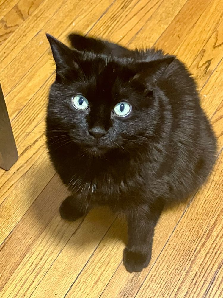 Guinness the black cat sits half-ready to jump, his ears sideways and his gaze unnervingly intense.