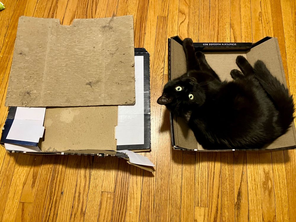Guinness the black cat curled up in a cardboard cat bed. Beside it is a much-destroyed version of the same cat bed.