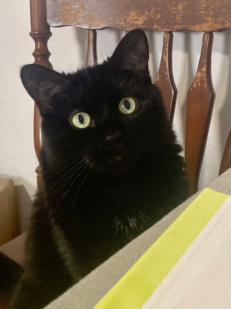 Guinness the black cat sits upright in a kitchen chair, utterly trained and focused on his human’s dinner, which is off camera.