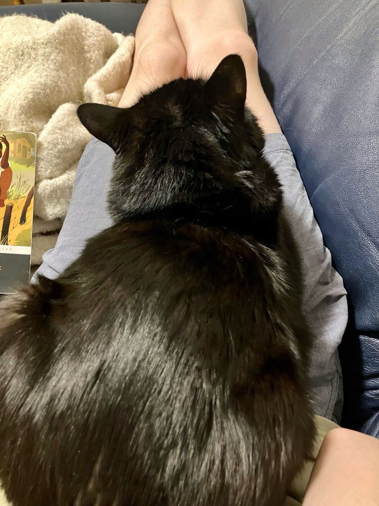 Shot from above of Guinness the black cat in loaf formation on his human’s stomach, while they recline on a blue couch.