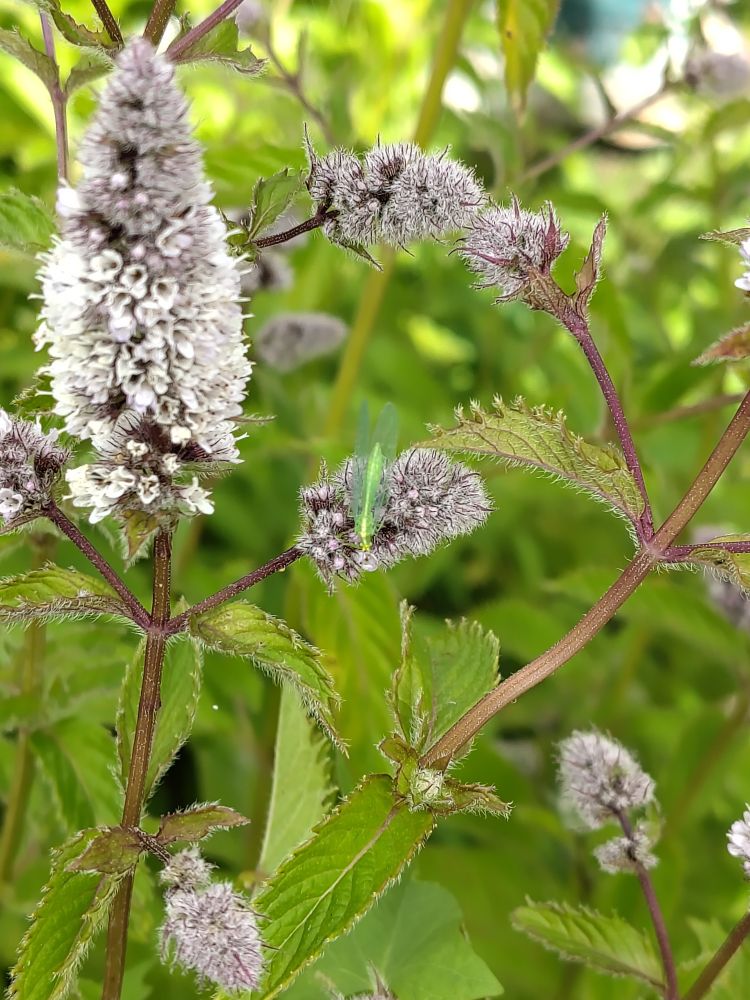 Photo of flowering mint, a mass of green with pale purple spikes of flowers.  I'm the center of the frame, a tiny florescent green lacewing