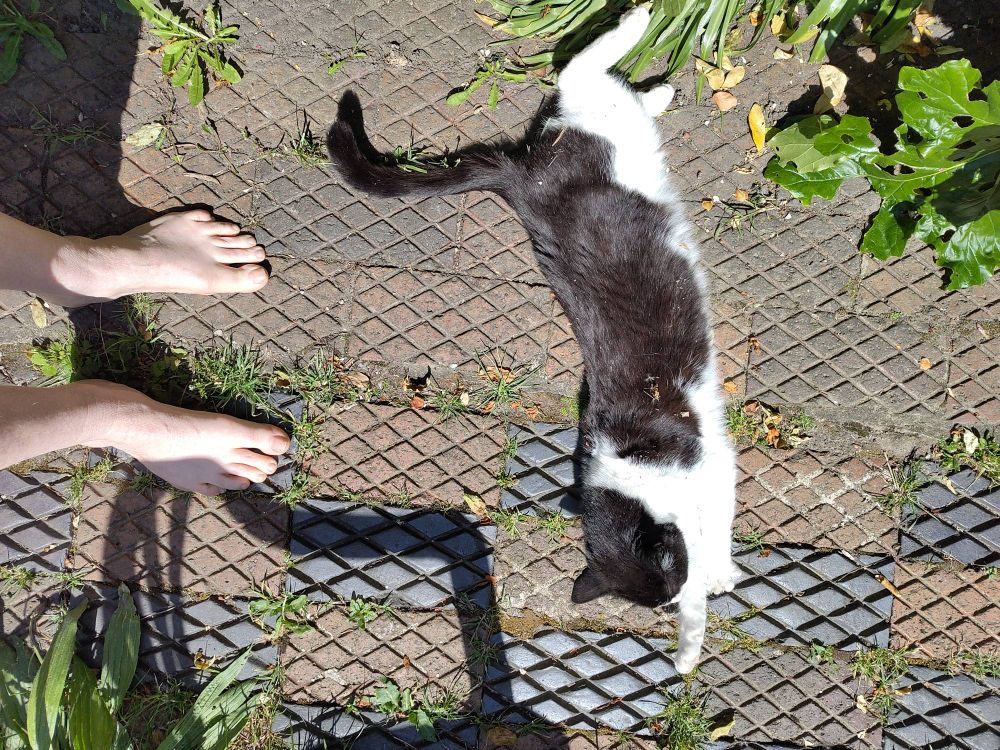 Photo of a black and white cat stretched out in the sunshine and rolling onto her back