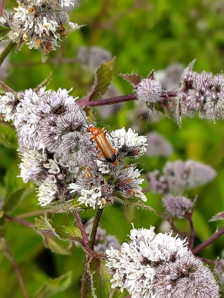 Photo of flowering mint, a mass of green with pale purple spikes of flowers. In the center of the frame a bright orange insect I didn't know the name of with a small head and a long body