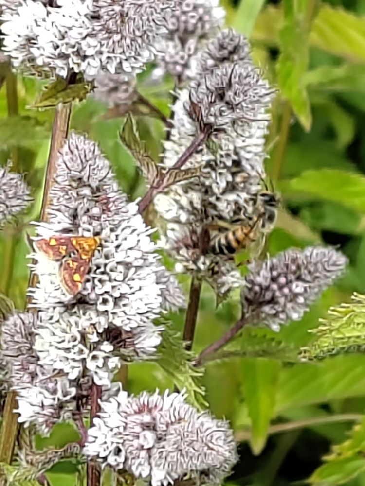 Photo of flowering mint, a mass of green with pale purple spikes of flowers. On one flower spike a mint moth, tiny orange mouth with yellow spots and stripes that specializes in mint flowers. On the next spike over, a bee 