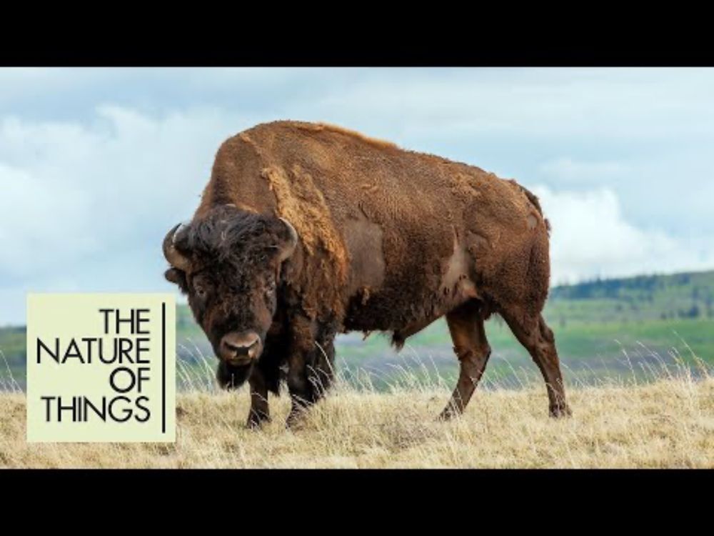 One of the most endangered ecosystems in the world is Canada’s grasslands | The Nature of Things