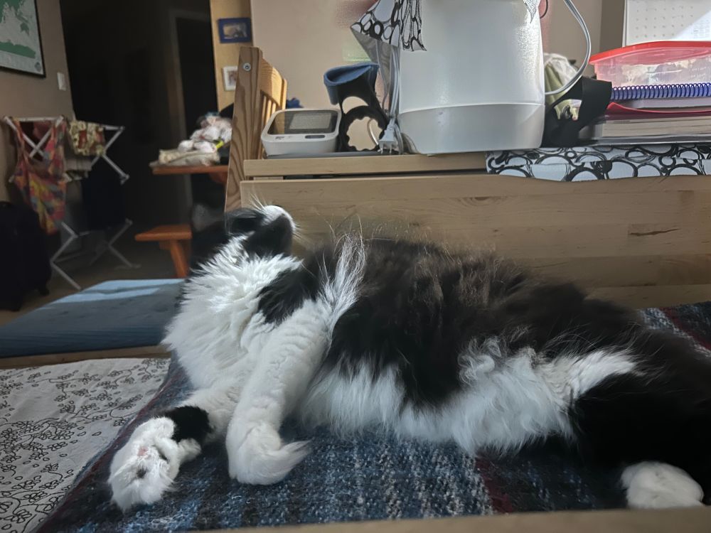Tuxedo cat stretched out on a blanket, her head twisted back to look at something behind her