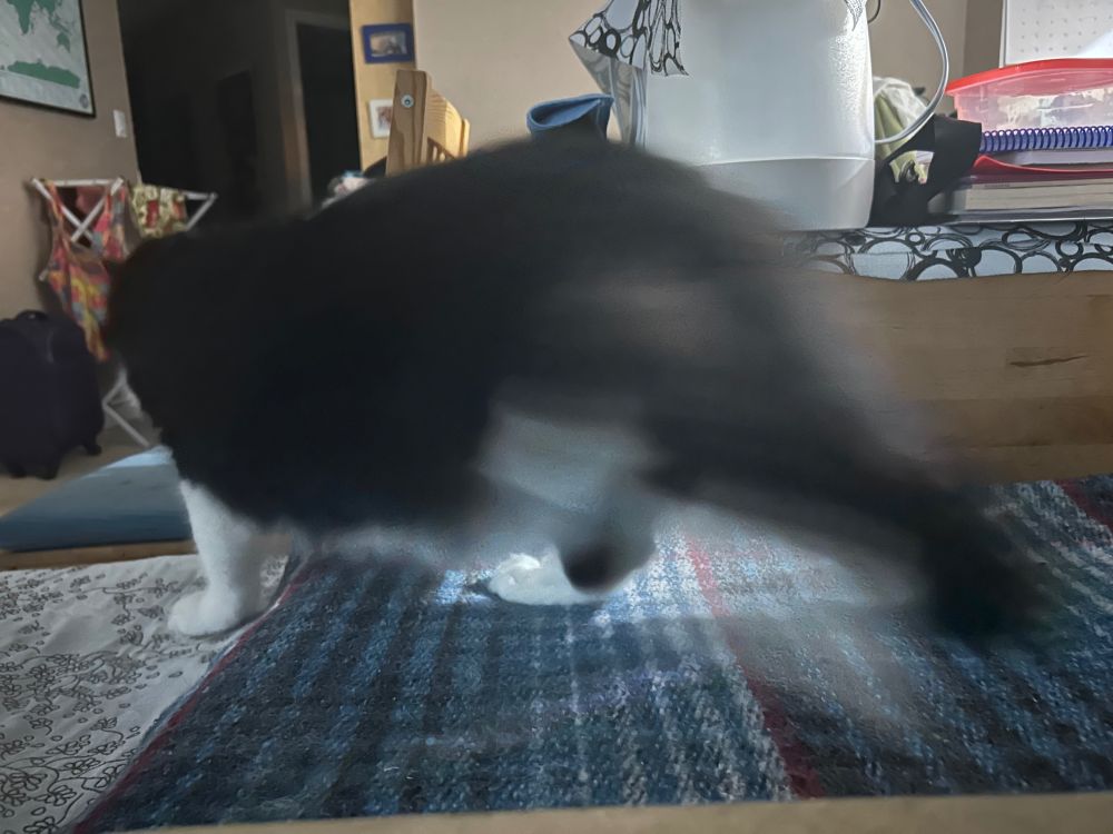 Action shot of tuxedo cat rushing to get dinner - half of her is blurry