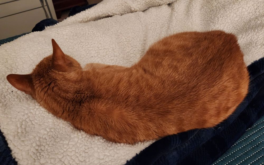 Orange tabby cat is sleeping on a sherpa throw with his back to the camera. He has already claimed the prime sleeping spot by his person (several hours before bedtime).