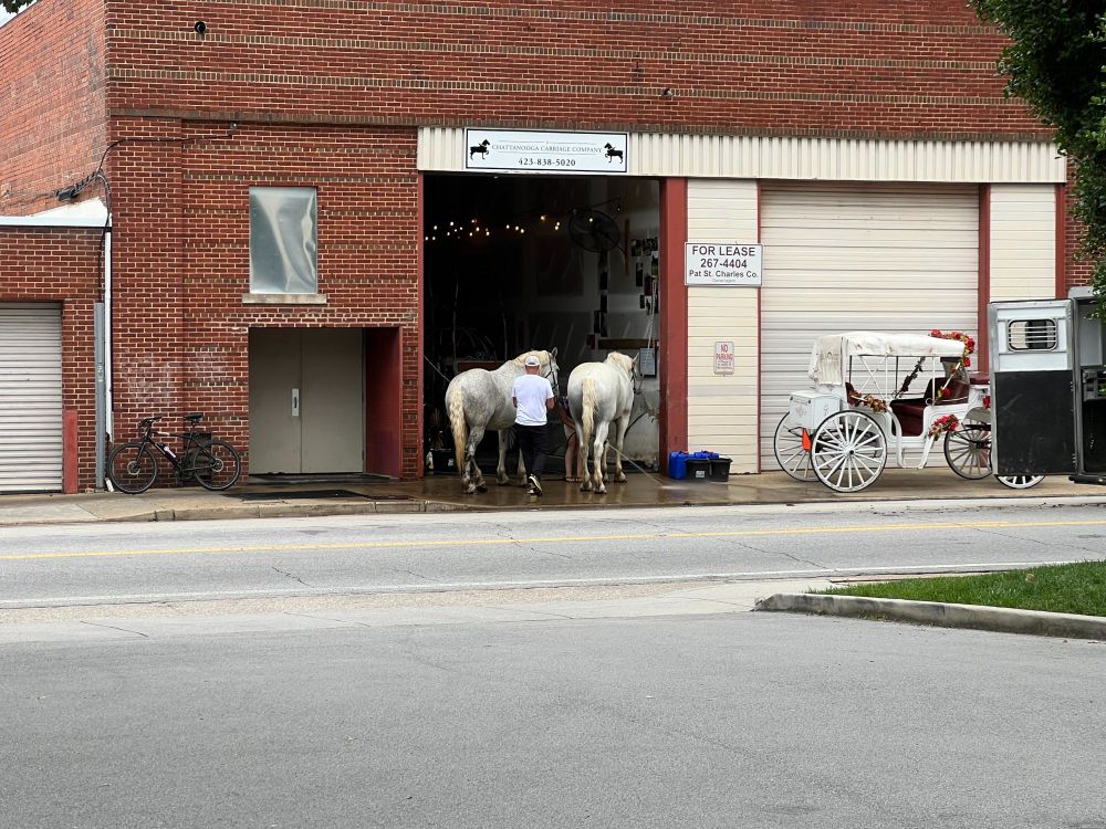 Washing the horses across the street from the hotel.