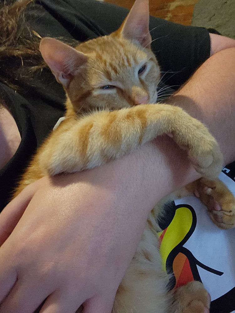 Cat in a dude's arms sleeping. 