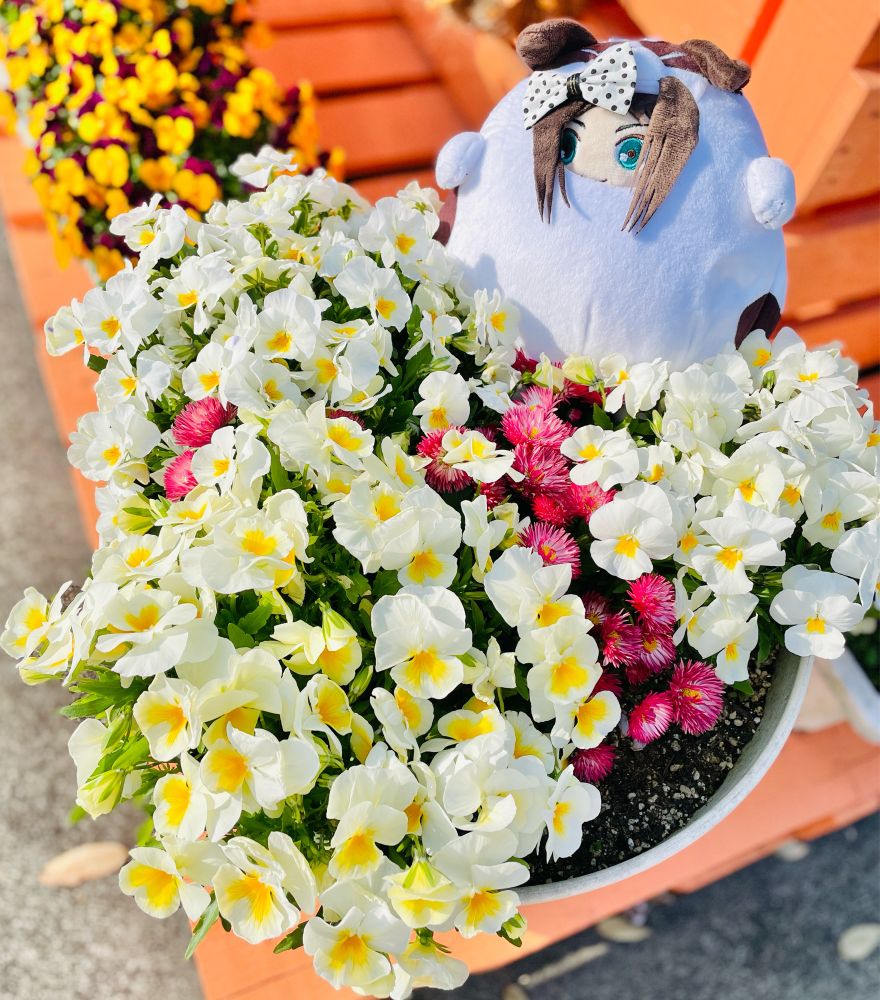 寄せ植えを愛でるしゅびちゃん