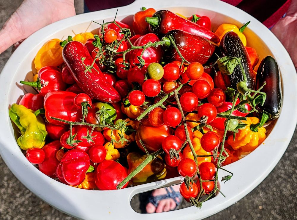 Various bell peppers, jalapeno, habanero, tomatoes.