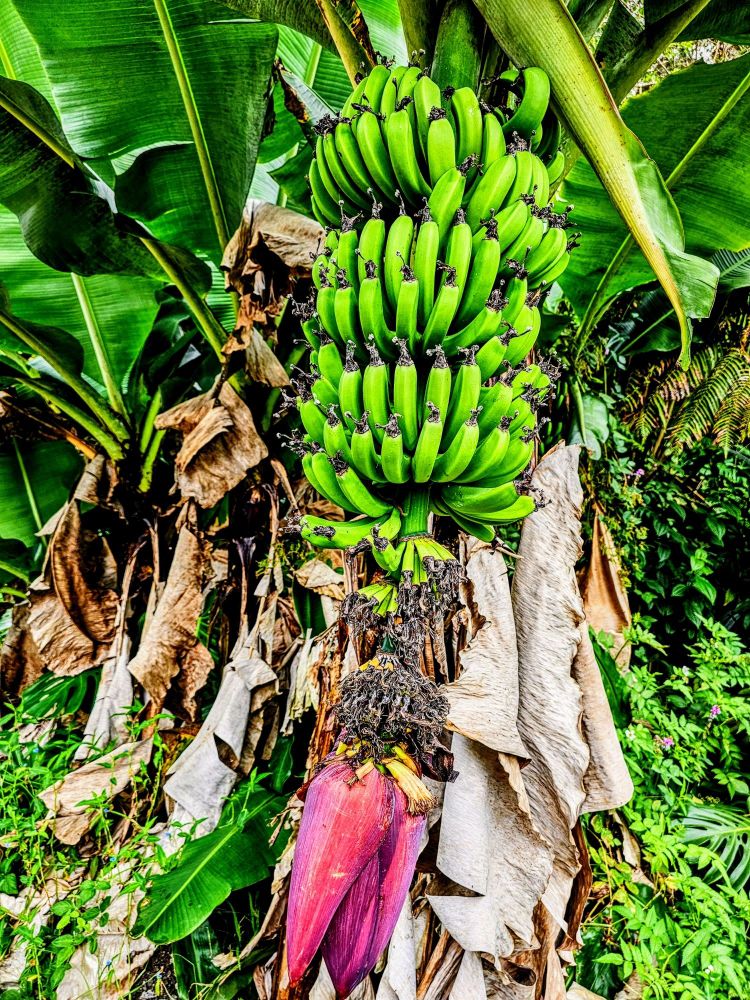 A tall stalk of smaller bananas starting to grow with a red flower at the bottom