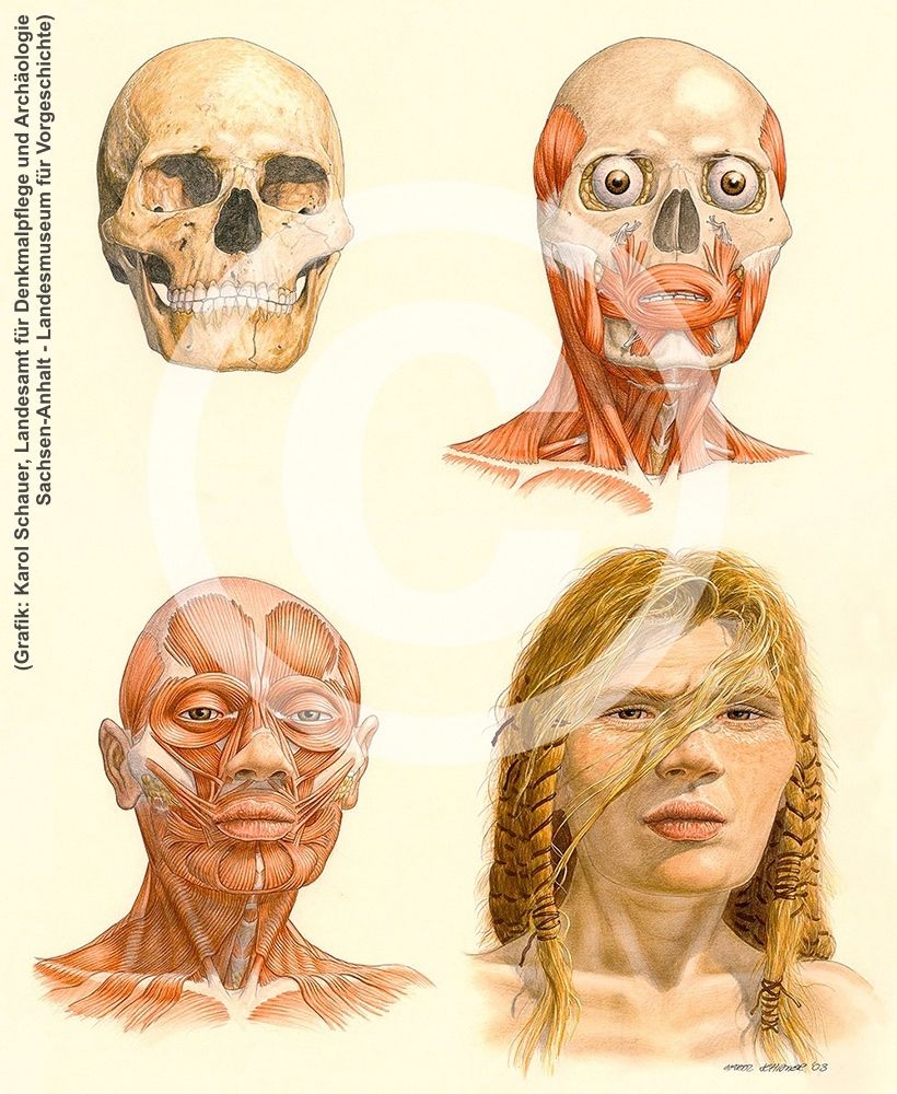 Rekonstruktionszeichnung der Schamanin in vier Schritten, vom Schädel über Muskulatur bis hin zum fertigen Gesicht - hier mit heller Haut, braunen Augen und blondem Haar.
