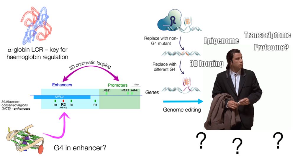 We found a G4 in HS-40, the dominant enhancer of the alpha-globin locus regulatory region, replaced it with a sequence that can no longer form a G4; cognate gene expression, chromatin accessibility, and enhancer-promoter contacts were reduced. We then introduced a different G4-forming sequence - enhancer activity was restored.