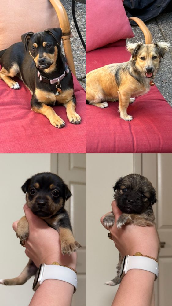 A collage of four photos. Top left, a black and tan dog with an underbite wearing a purple collar. Top right, a tan fluffy dog with a purple collar. Bottom left, top left as a puppy. Bottom right, top right as a puppy.