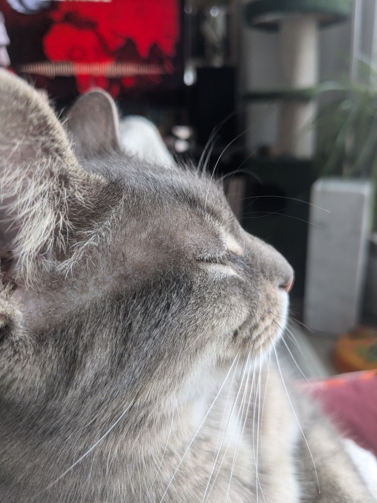 Proudly sleepy grey tabby cat in profile.