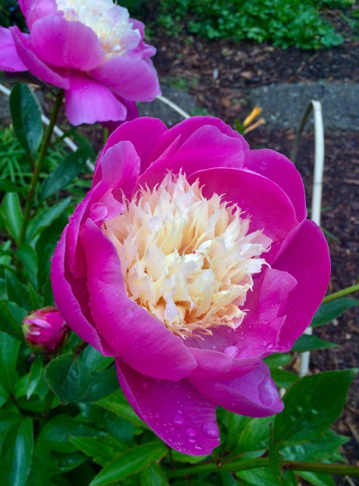 A peony with a puff of small creamy tendrils cupped by large petals in a deep magenta