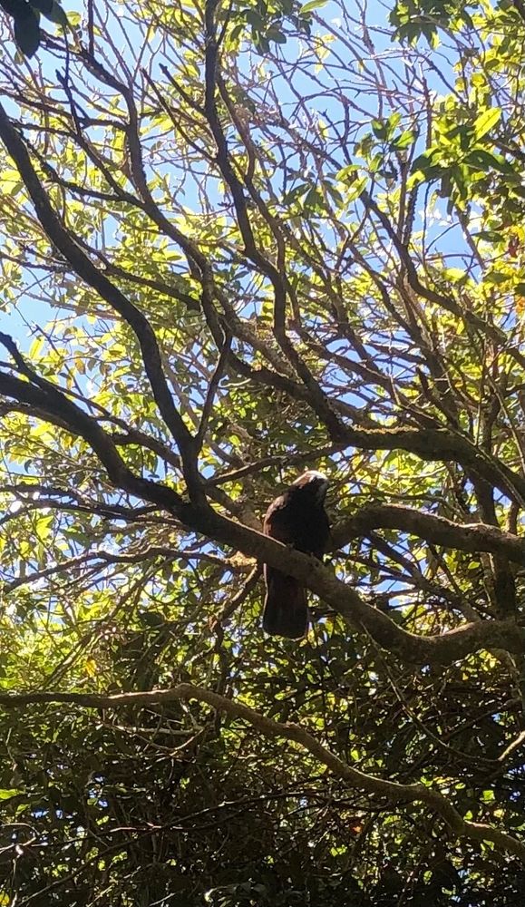 Kākā bird looking down from the trees at Zealandia