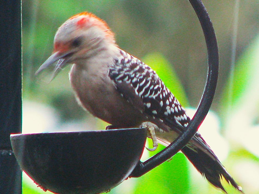 A young red-bellied woodpecker excited to eat mealworms out of a feeder cup. 