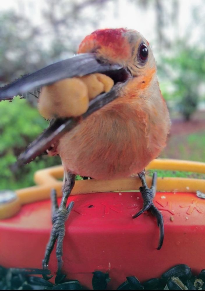 A juvenile red-bellied woodpecker with his beak crammed full with bark butter at the feeder cam.