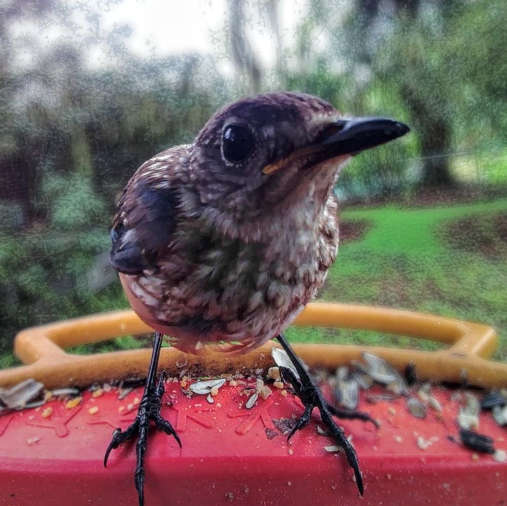 A recent fledgling bluebird looks toward the bird buddy camera and gives the camera its best side eye.