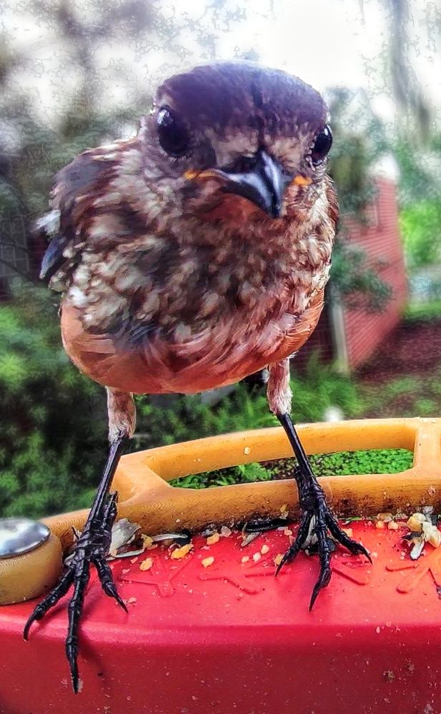 A recent fledgling bluebird faces and stares directly into the bird buddy camera.