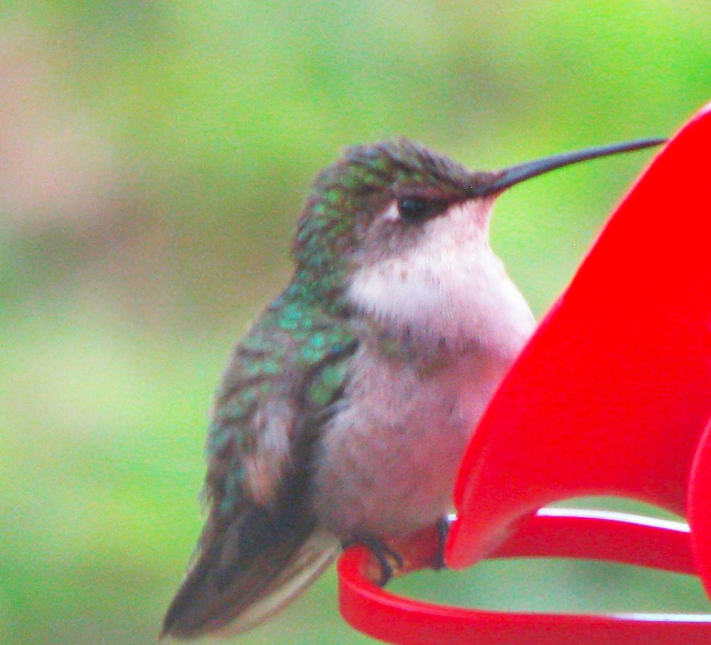 A borby ruby-throated hummingbird with just a glint of its emerald green head and back perched and taking lots and lots of sips from the red sugar bar.
