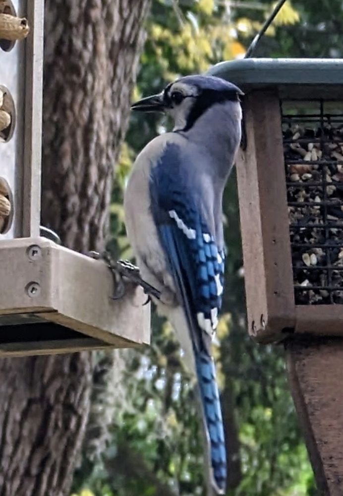 A bluejay is perched perfectly vertical on a peanut feeder.