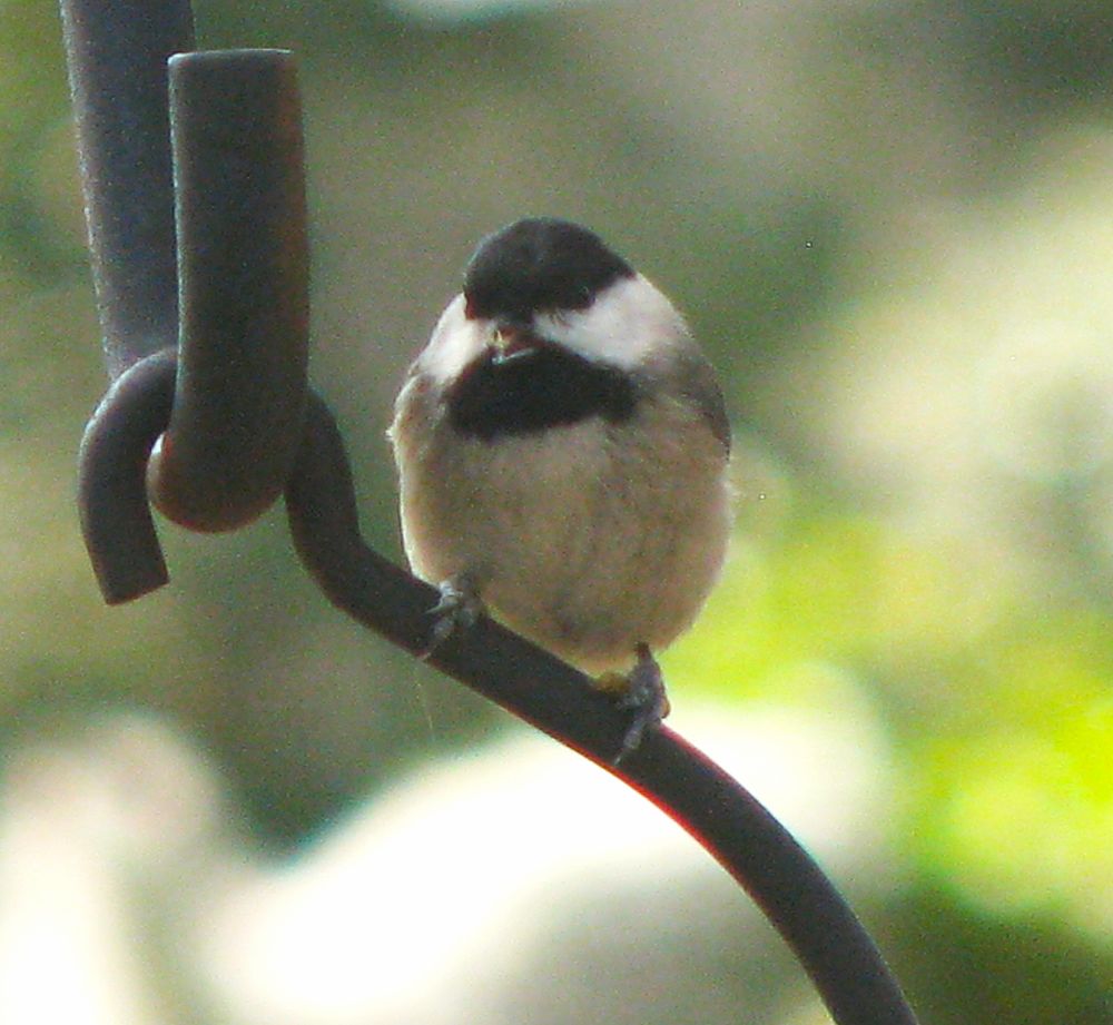 A cute little Carolina chickadee perched on the hanger for the mealworm feeder cup.  The bird is staring at me intensely because I had been in the yard near the birdhouse he had stolen from the bluebirds.