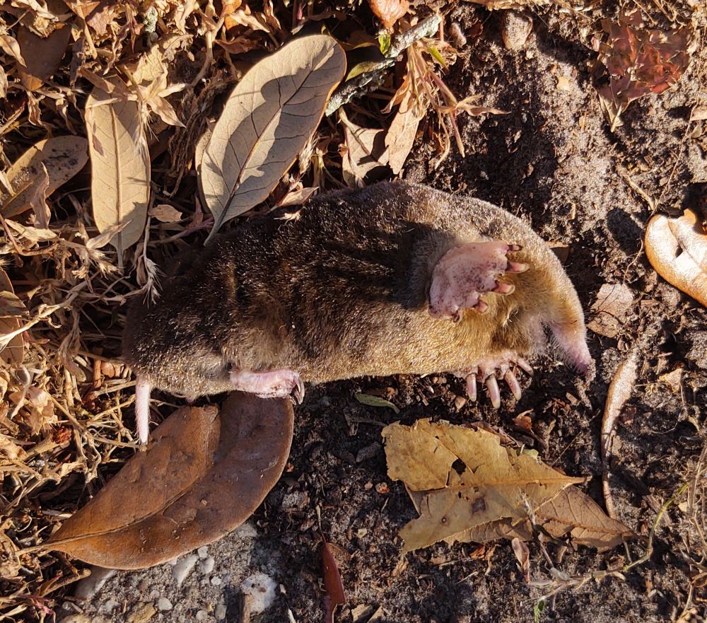 A deceased mole with its velvety gray fur, a pointed snout, and large, spade-like front feet for digging.