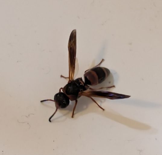 A dark wasp with dark red stripes and dark yellowish black wings.