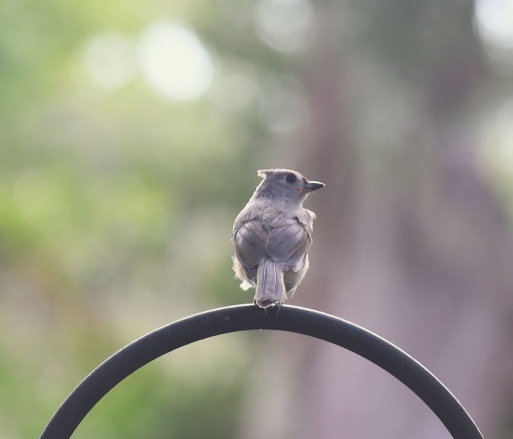 Testing out the new camera on a Tufted titmouse perched on a black shepherd's hook and backlit by the setting sun..