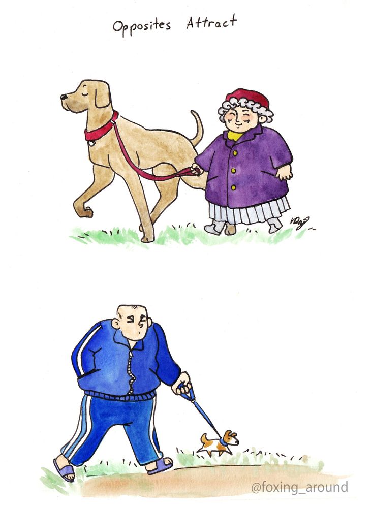 Watercolour illustration of people walking dogs. On top of the image it says “opposites attract”.
The first illustration is of a tan Great Dane with a red collar. It is being walked by a small old lady in a purple coat, grey skirt, and red hat. She is holding the leash and smiling, the dog is taller than her.
The second illustration is a broadly build balding man in a blue track suit and wearing sandals. He is walking a very small white and brown terrier, that doesn’t reach his knee 