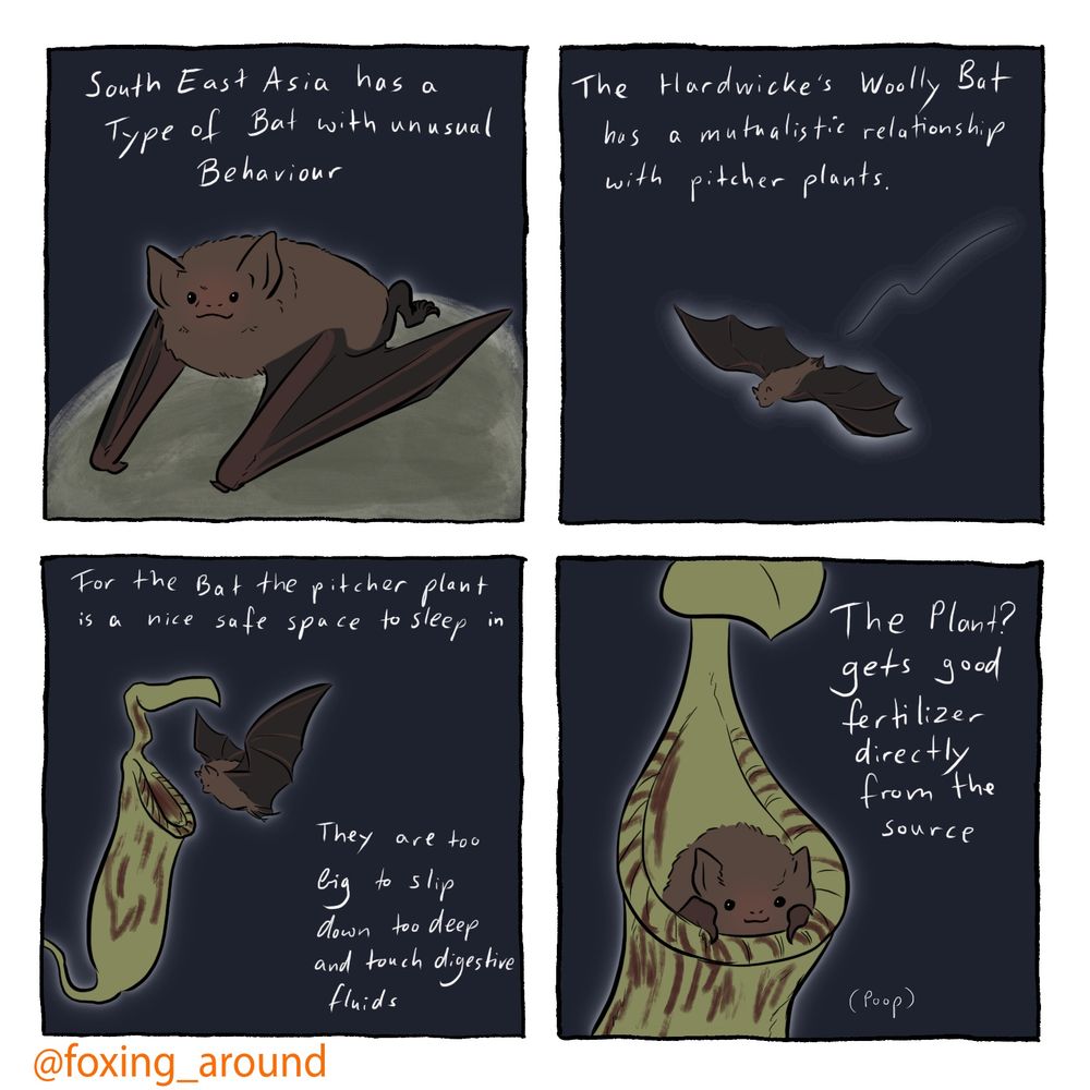 Digital comic of a small brown bat on a dark background, each of the four panels have white writing

Panel 1:
South east asia has a type if bat with unusual behaviour

Panel 2 (the bat is flying)
The Hardwicke’s Woolly Bat has a mutualistic relationship with pitcher plants

Panel 3 (the bat is approaching a pitcher plant)
For the bat the pitcher plant is a nice safe space to sleep in. They are too big to slip down too deep and touch digestive fluids

Panel 4 (the bat sits inside the plant)
The plant? Gets food fertiliser directly from the source (poop)