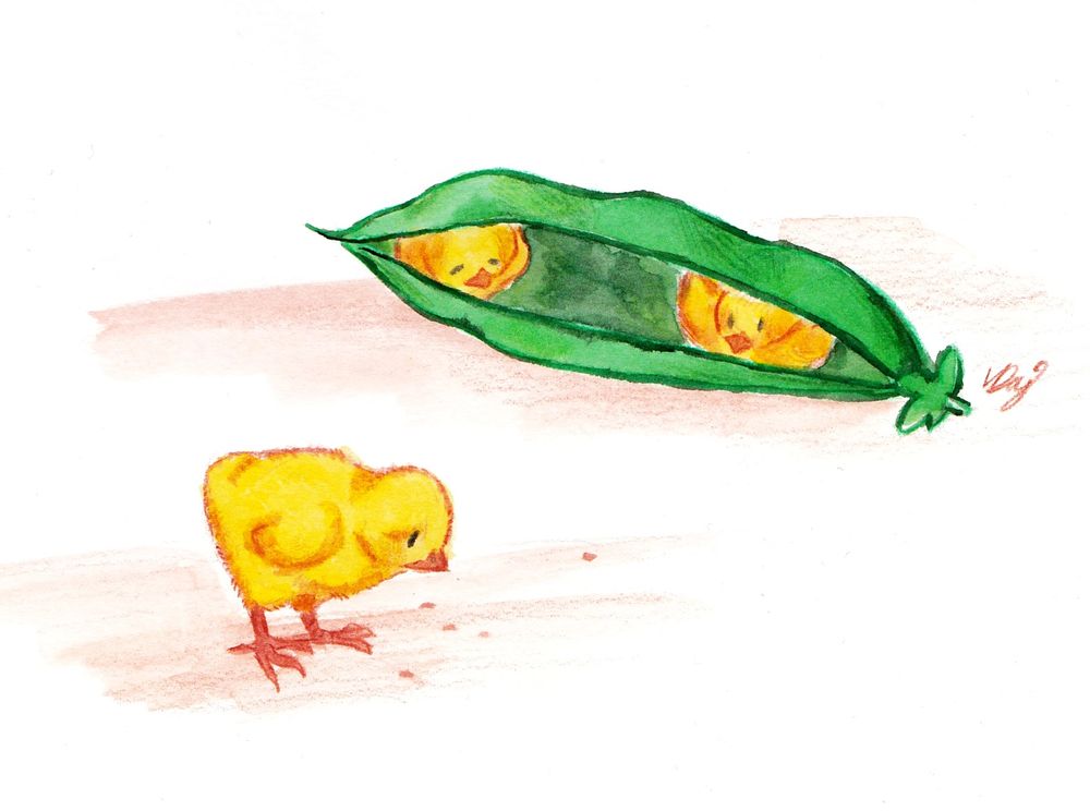 A watercolour and colour pencil illustration. In the background a bright green pea pod is lying on the ground, slightly open. Instead of peas two little yellow chicks are nestled inside it, with a space between them. Another chick is standing slightly in front of them, bent towards the ground where a few dots indicate seeds it could peck at
