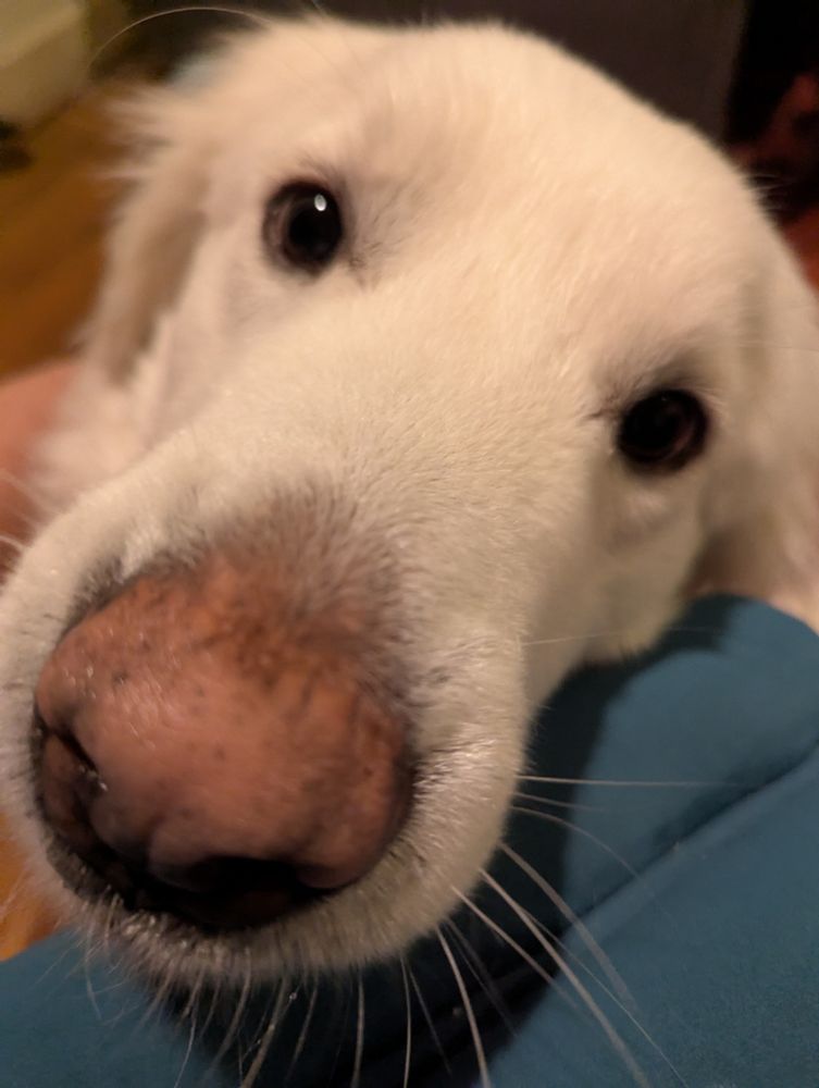 Close up shot from the end of Angua's snout. She is an adorable looking white Great Pyrenees.