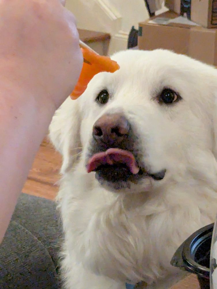 Adorable white Great Pyrenees licks her lips while being presented with a piece of salmon sashimi in chopsticks. She is intently focused on the food.