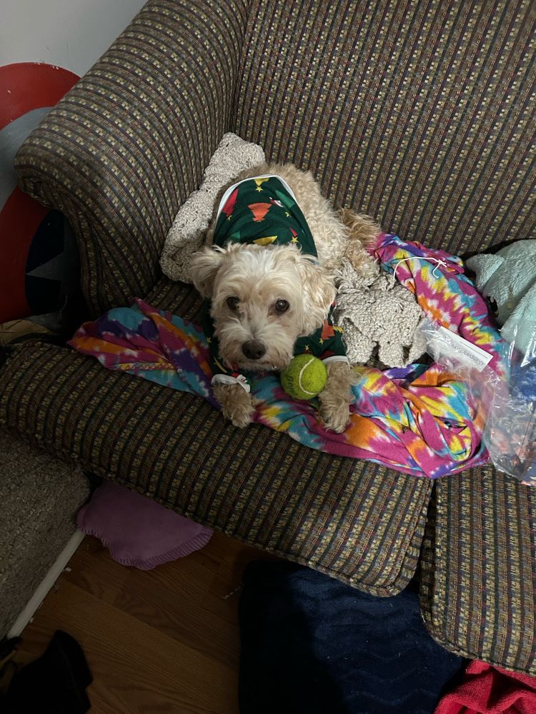 A maltiepoo wearing a short with Christmas trees on it sits on a blanket on a couch. He is cradling a tennis ball in his front leg