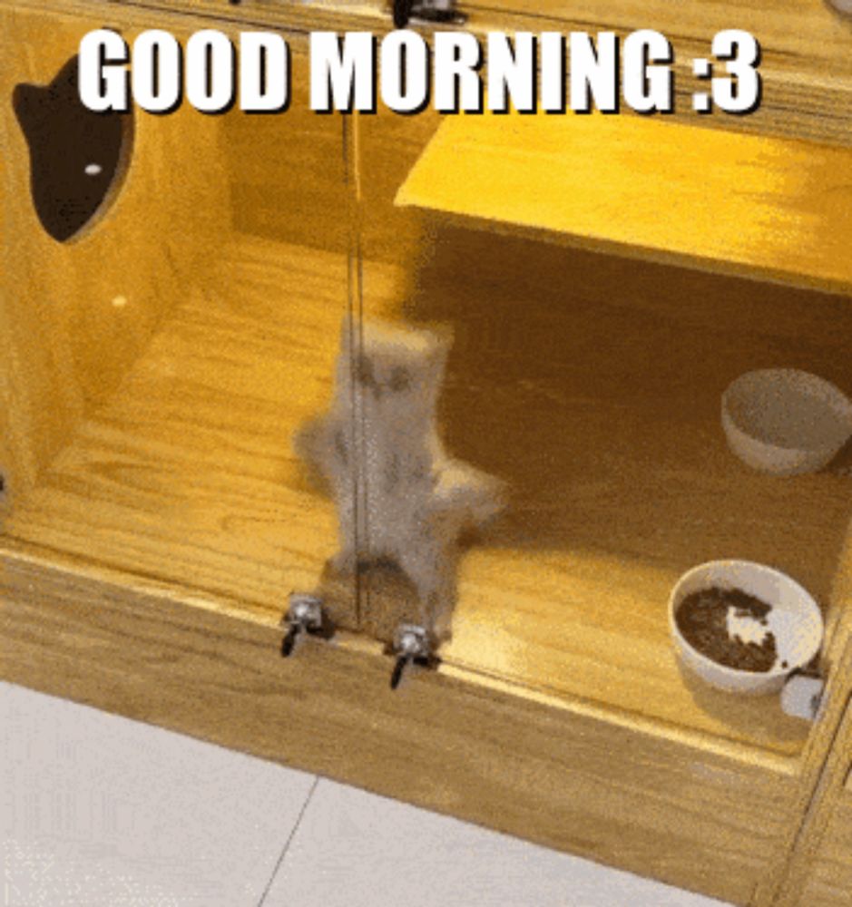 a picture of a cat in a cage with the words good morning 3